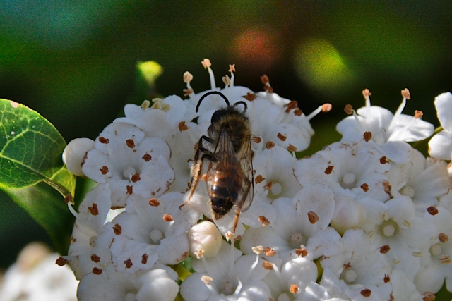 Andrena cfr. florea, maschio